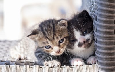 Was haben Katzenbabys mit Personalberatung zu tun?